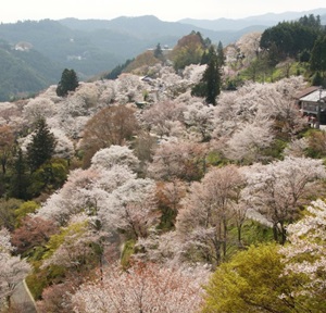 下千本の桜