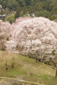 中千本の桜