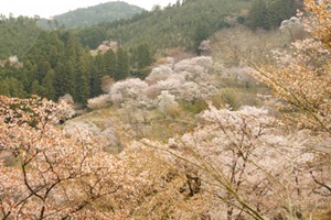 奥千本の桜