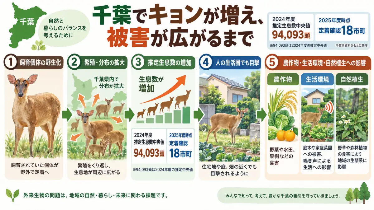 千葉でキョンが野生化して分布を広げ農作物や生活環境へ被害が広がる流れを示した図解