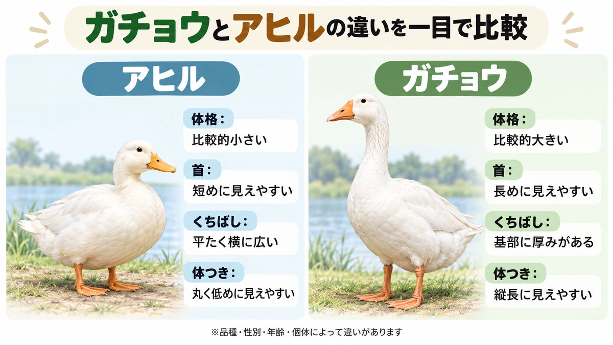 アヒルとガチョウの体格・首・くちばし・体つきの違いを比較した図解