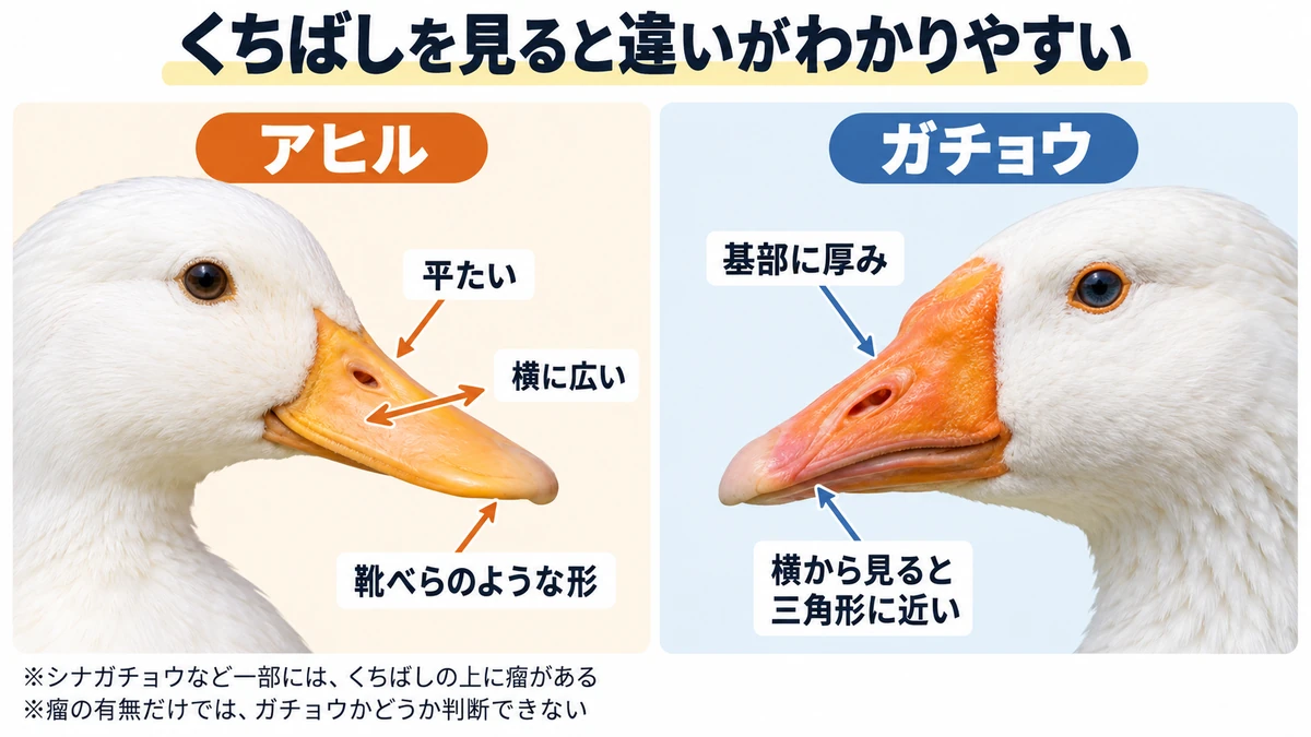 アヒルの平たいくちばしとガチョウの基部が厚いくちばしを横から比較した図解