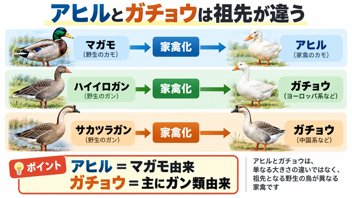 マガモからアヒル、ハイイロガンとサカツラガンからガチョウへ家禽化された関係を示す図解